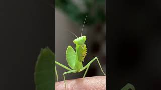 Mantis religiosa  Praying mantis [upl. by Nevah340]