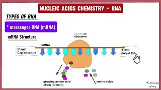 3 RNA  Structure of RNA Types of RNA and Functions of RNA  Nucleic Acids Chemistry [upl. by Birchard518]