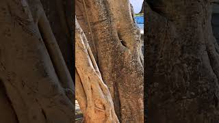 Mayan melipona stingless honey bees swarming tree Playa del Carmen Mexico tropical Caribbean insects [upl. by Ynalem885]