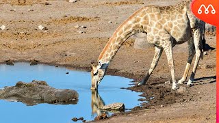 QUANDO A GIRAFA VAI BEBER AGUA [upl. by Reimer]