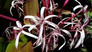 discovered a new flowering plant species Crinum andhricum in the Eastern Ghats of Andhra Pradesh [upl. by Sabba]