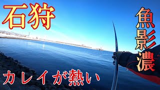 【石狩湾新港】投げ釣りでカレイ、ホッケを狙う！朝ラッシュ突入！ [upl. by Eudo]