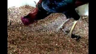 Alimentacion riña de gallos Documental [upl. by Evadnee626]