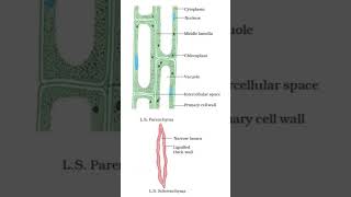 Difference between Sclerenchyma and Parenchyma [upl. by Chamberlain332]