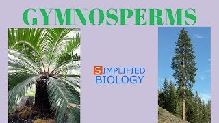 GYMNOSPERMS  PLANT KINGDOM for NEET AIIMS AIPMT JIPMER PREMED [upl. by Eihctir]