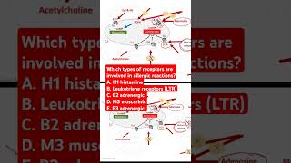 Which types of receptors are involved in allergic reactions [upl. by Bornie]