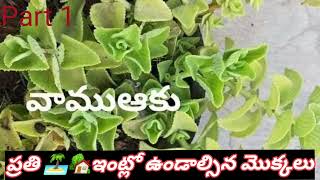 ప్రతి ఇంట్లో ఉండాల్సిన ఆయుర్వేదిక్ మొక్కలు [upl. by Cesare]