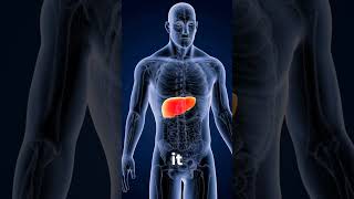 Can Lipase Unlock Better Liver Health The FatBusting Power Revealed [upl. by Nomae]