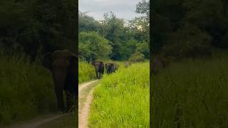 Wasgamuwa National Park wildlife nationalpark elephant [upl. by Kwei]