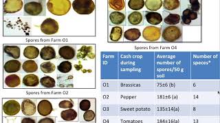 Using Mycorrhizal Fungi to Improve Soil Health and Increase Yield in Organic Vegetable Farms [upl. by Eecart]