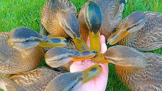 The 7 Headed Hydra 4K Mallard Duck Ducklings [upl. by Raskind]