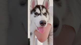 husky family life4頭目の大型犬をお迎えする飼い主との出会い sihorts シベリアンハスキー dog [upl. by Zedekiah]