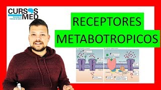 QUE SON LOS RECEPTORES METABOTRÓPICOS ✅ [upl. by Abrahan988]