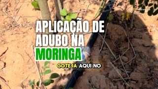 Aplicação de adubo na Moringa oleifera [upl. by Nelyk]