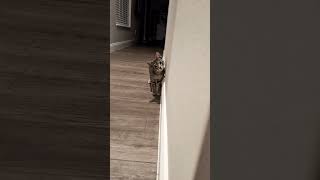 My Cat Apollo  The Stalking Hunter Kitten [upl. by Yelkreb167]