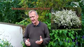 How to prune Exochorda macrantha The Bride [upl. by Eelam]