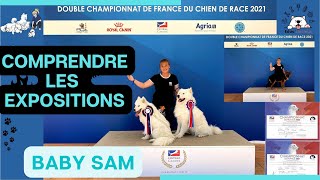 COMPRENDRE les EXPOSITIONS CANINES  Exposition de beauté pour chiens  Les infos clés  Baby Sam [upl. by Burne]