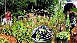 Menjual ke pasar panen terong kacang panjang hidup di hutan ep 97 [upl. by Sallee]