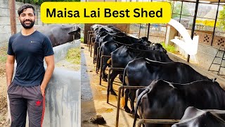 Best shed for buffaloes  Grewal Buffalo Dairy Farm [upl. by Bogusz]