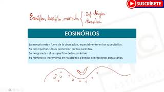 HEMATOLOGÍA Todo sobre los Leucocitos  Funciones Tipos [upl. by Jaco]