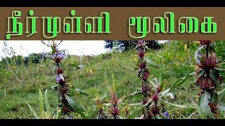 Hygrophila auriculata medicinal uses நீர்முள்ளியின் வைத்தியமுறைகள் [upl. by Ulrikaumeko]