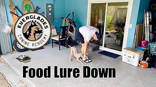 Luring Down with Food  Weimaraner  Dog Training  Naples FL [upl. by Rotce]