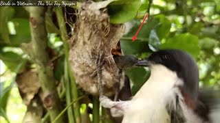 Baby Birds Attacked At Lightning Speed [upl. by Atnoed451]