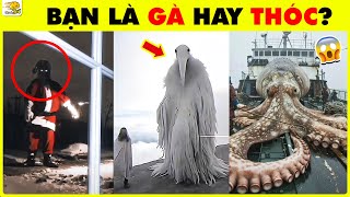 Thử Thách Thật Giả 2 Khó Hơn Bạn Là Gà Hay Là Thóc  Nhanh Trí [upl. by Carolyn]