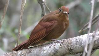 Ruddy Woodcreeper [upl. by Peyter540]