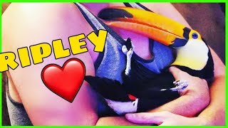 Ripleys Last Video Ripley the Toucan [upl. by Leen]