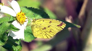 20240114  新海三期人工濕地  黃蝶Eurema hecabe 低溫型 [upl. by Areic386]