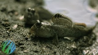 Mudskippers in SloMo [upl. by Veradi]