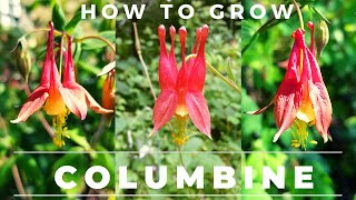 How to Grow Columbine Germinate Seed Care for [upl. by Friedrich344]