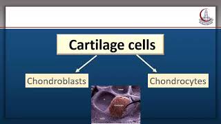 Histology Cartilage part 1 [upl. by Weinshienk]