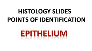 Epithelium Histology Points of Identification [upl. by Kristian]