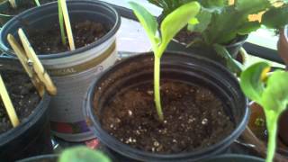 How to Grow Zucchini Courgettes  Can You Bury Leggy Zucchini Seedlings Deep [upl. by Eceinhoj]