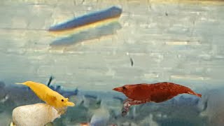 How to Identify and Get Rid of Planaria Worm in a Shrimp Tank  Planaria in the Aquarium [upl. by Latoya]