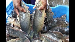 Climbing Perch Fish Eggs Hatching  Fish Breeding Farm [upl. by Aseek868]