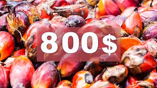 800 dollars  le prix de la tonne d’huile de palme en janvier 2024 [upl. by Alitha]