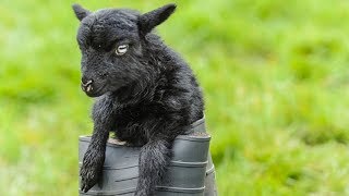 Ouessant Sheep  World’s Smallest Sheep Breed [upl. by Anoyet]