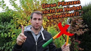 Pflanzen amp Gehölze die man im Herbst 𝐧𝐢𝐜𝐡𝐭 schneiden sollte [upl. by Epp]