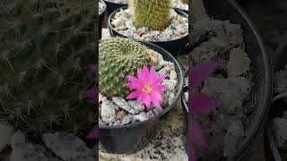 Rebutia Violaciflora cactos [upl. by Eiznekcm251]