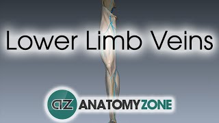 Lower Limb Veins Overview  3D Anatomy Tutorial [upl. by Kuth]