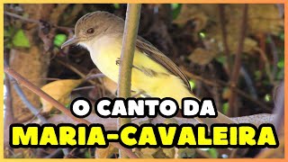 O canto da MARIACAVALEIRA Myiarchus ferox  Short crested Flycatcher [upl. by Eesak]