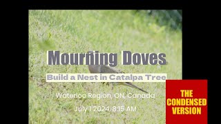 Mourning Doves Build a Nest July 1 2024 Condensed Version [upl. by Seda]