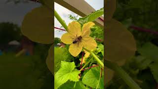 Face to Face with a Honeybee [upl. by Derick]