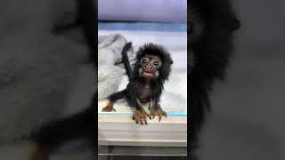 Cutest Creature  The Most Beautiful Monkey  Pygmy Marmoset  Tamarin [upl. by Marlo]