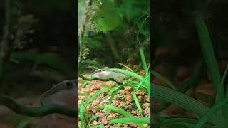 Otocinclus catfish at work [upl. by Rhine689]