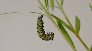 Life Cycle of a Monarch Butterfly  Egg to Butterfly  Mr DKN  lifecycleofabutterfly [upl. by Ebba117]