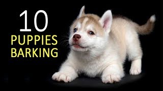 PUPPIES BARKING Sound Effect HD [upl. by Aleta521]